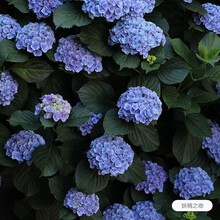 【虹越】大花绣球花盆栽苗 无尽夏花手鞠铆钉绣球八仙花庭院阳台花卉 妖精之吻 1加仑