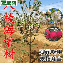 黛陌高杆海棠树苗海棠苗海棠小苗庭院绿化苗木 八棱海棠 2.5cm粗当年开花