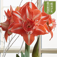 荷兰进口重瓣朱顶红大种球多年生球根花卉盆栽地栽观花植物种 阳光少女 16-17CM