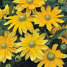 【虹越】花卉种子 萌吖吖翠菊金光菊矢车菊松果菊白黄晶菊大滨菊 切花种子 金光菊 草原阳光