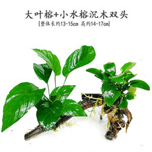 鱼缸水草造景水族箱活体有茎多头懒人沉木装饰阴性鱼缸水下水草 青色 大叶榕小水榕双头
