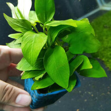 鱼官儿 阴性活水草水族箱水景水草活体鱼缸造景真水草 黄金小榕1杯(3×3cm)