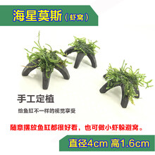 活体真水草植物水族箱装饰造景套餐绿菊蜈蚣草淡水懒人水草 海星莫斯虾窝(小个)2个1组