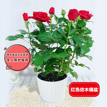 玫瑰花盆栽大盆带花苞室内好养的花卉观花植物绿植苗 红色玫瑰(白色仿木桶盆)指定颜色 含盆
