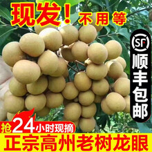 舅甜果蔬茂名储良石硖龙眼【现摘/顺丰】新鲜水果当季龙眼桂圆应季孕妇 9斤 泡沫箱保鲜 现摘速发(储良龙眼)果大肉甜