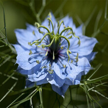 黑种草种子混色 香草波斯宝石 黑子草阳台盆栽观花种子 春播 易种一播大地 黑种草200粒