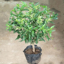 夜来香花苗 盆栽花苗植物 夜来香树苗 当年开花 2年苗夜来香 不含盆