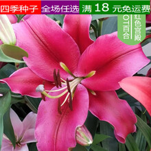进口香水百合花绿植盆栽带花苞室内百合种球花卉四季种易活多年生 红色宫殿