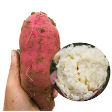 白薯 新鲜白心板栗 农家红薯 小番薯 2.5kg
