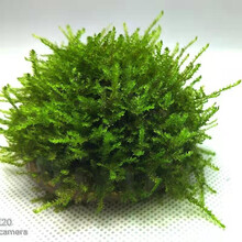 听白阁大三角 凤尾 美凤水草半球 水草造景 莫斯半球 懒人水草 鱼缸沉底前置景半球系列 大三角半球