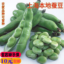 新种蔬菜种子本地绿蚕豆种子 青胡豆豌豆籽罗汉豆绿蚕豆籽 青蚕豆种籽