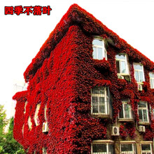 攀援爬藤植物  五叶地锦苗子 三叶爬山虎大苗爬藤红叶爬墙虎 五叶爬山虎5年大苗(见效快) 不含盆