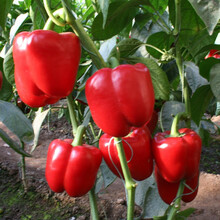 寿禾 灯笼椒甜椒种子青椒黄椒红椒家庭蔬莱春夏秋当季播种疏蔬菜辣椒菜籽四季易种田园阳台易种种籽菜仔 红甜椒苗 18棵