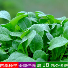 鸡毛菜菜籽种阳台种菜小油菜籽青菜种籽秋冬季菜种子蔬菜种孑四季 10克原装翡翠鸡毛菜