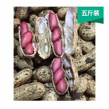 新鲜花生带壳湿花生2020农家自种地头现挖现发四粒红5斤装