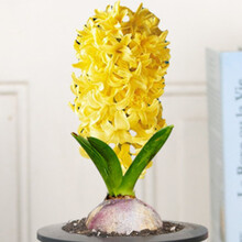 风信子种球水培植物四季开花秋冬耐寒花卉盆栽土培易种活风信子花 黄色球 12+