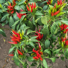 寿禾 小辣椒种子指天椒种籽大全辣子种七星椒七彩椒海椒小米椒特辣泡椒寿光疏蔬莱朝天椒夏秋季家庭种植菜籽 簇生朝天椒幼苗 6棵