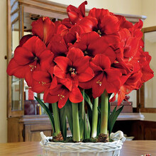 荷兰进口重瓣朱顶红大种球多年生球根花卉盆栽地栽观花植物种 红发廊 16-17CM
