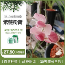 艾莹兰花苗 建兰矮种荷瓣凤月荷 夏带花苞出售室内好养花卉盆栽草 紫薇粉荷4苗连体，送肥