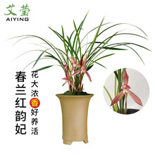 艾莹云南朵香春兰花苗 红韵妃 室内外客厅花卉绿植盆栽冬带花苞出售浓香好养 4苗连体裸根