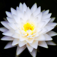 文之小睡莲根块水培植物花卉四季水养植物莲花大根茎根块碗莲种子盆栽荷花带芽发货 白子午莲 不含盆