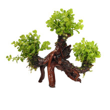 绿伴 绿菊花水草水族箱活体造景套餐新手后景草金鱼草有茎类小鱼缸水藻 沉木款【3头绿金草】