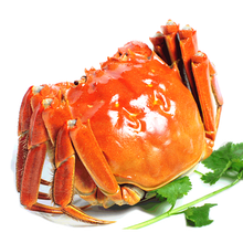 【活蟹】金日旺 阳澄湖六月黄大闸蟹现货鲜活公母螃蟹生鲜礼盒 10只 2.2-2.5两