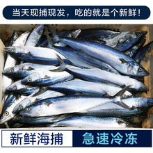 顺丰发货  净5斤青岛大鲅鱼新鲜冷冻马鲛鱼鲜活海鲜  欧林醉尔 净5斤中号8-9条【6-8两/条】