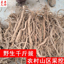 康中尊 广西野生千斤拔500g中药原材料一条根钉地根千金拨 钻地风中草药原材料