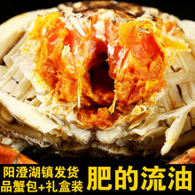 螃蟹 特大六月黄大闸蟹鲜活母公现货水产礼盒苏州 罗菲迪新 六月黄(3.0-3.5两) 12只