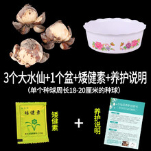 高宅正宗漳州水仙花种球水培花卉水养大盆栽植物冬季花卉种子 【热】3个大水仙+1个盆+矮化肥