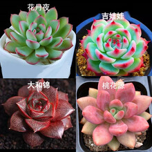 迎虞花苑多肉植物 京东