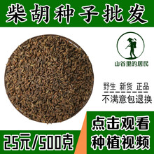 山谷里的居民 中药材新黑柴胡种子31号黄柴胡种子散装 黑柴胡种子一斤