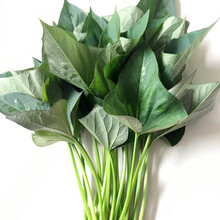红薯叶 嫩尖叶新鲜 农家蔬菜地瓜番薯叶 3斤