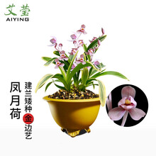艾莹兰花苗 建兰矮种荷瓣凤月荷 夏带花苞出售室内好养花卉盆栽草 凤月荷2苗连体，送肥