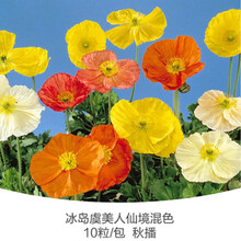 【虹越】秋播花卉种子 虞美人满天星柳穿鱼二月蓝蓝亚麻高雪轮 萌吖吖耐寒花卉种子 冰岛虞美人 仙境混色