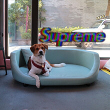 【DY】 雕雅 狗窝狗垫子大号大型犬四季通用狗狗沙发保暖狗床宠物床狗窝保暖 可拆洗 全 百乐蓝+皮垫子 L码 DY004