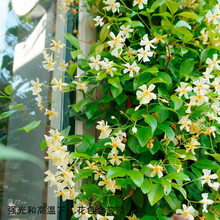 【虹越】芳香型爬藤花卉 意大利风车茉莉盆栽苗 花园庭院装饰香味植物 黄风车 P11