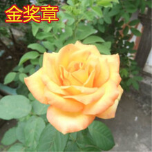 八目尚賞 花 大花月季花苗嫁接月季树苗玫瑰花苗欧月庭院阳台盆栽花卉带花苞 金奖章 月季小苗 不含盆