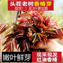 山胖子【临朐馆】香椿芽新鲜红香椿芽嫩芽新鲜蔬菜野菜现摘现发 新鲜红香椿芽3斤