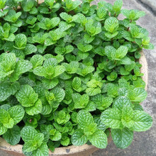 珂玮  夏季驱蚊花草种子四季种室外易活香草薄荷种子多年生宿根花籽地被矮生花种阳台盆栽花卉 香草薄荷种子 1千粒 肥料2包