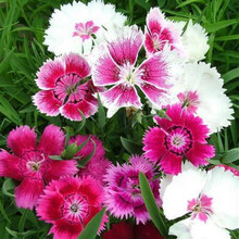 一播大地 盆栽花卉种子 常夏石竹种子 阳台花种子 花草种子耐热耐寒 常夏石竹种子混色50克