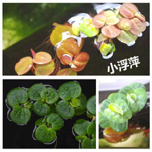 水草活体苹果萍豹纹萍鱼缸红毛丹水芙蓉龟缸造景水草虎纹浮 迷你萍30个装