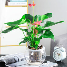 办公室水培植物室内红掌盆栽室内一帆风顺白掌花卉植物粉掌玻璃好水养带花苞 粉掌(15D圆球瓶+陶粒) 含盆