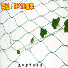 园艺用品园艺爬藤网 植物爬藤网 藤本植物攀爬网 蔷薇爬山虎牵牛花 防风网 2.4X10米