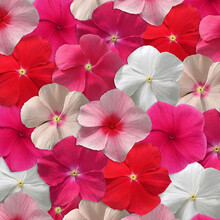 【虹越】春夏播种 花卉种子 醉蝶花长春花向日葵太阳花 萌吖吖系列盆栽切花种子 长春花 太平洋混色