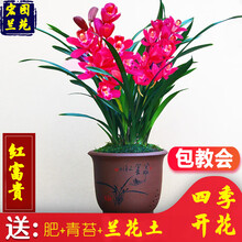 浓香型兰花苗四季开花盆栽四季兰室内花卉好养易活吸甲醛净化空气 红富贵3苗四季开花送植料