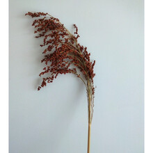 原生态天然干花红高粱穗谷家居艺术农家乐装饰白色花艺拍摄道具 60厘米长高粱(10枝)