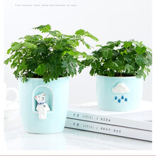 太阳花种子满天星种子百合花种球草莓苗种子玫瑰花苗四季播种办公室内阳台桌面盆栽观花绿植物花卉 R含羞草30粒 （含盆+土）