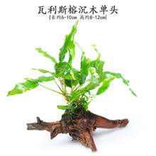 鱼缸水草造景水族箱活体有茎多头懒人沉木装饰阴性鱼缸水下水草 瓦利斯榕沉木单头